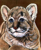 Cougar Cub